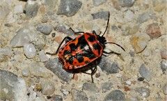 Eurydema spectabilis