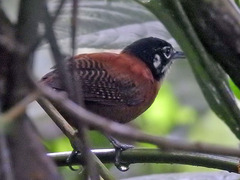 Cantorchilus nigricapillus