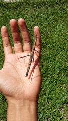 Pseudosermyle phalangiphora