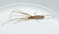 Tetragnatha montana