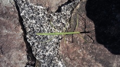 Pseudosermyle procera