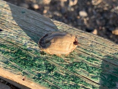 Hyalomma