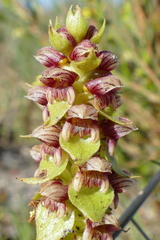 Satyrium bracteatum
