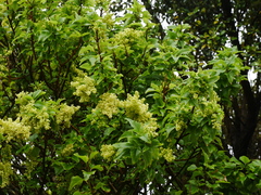 Plagianthus regius chathamicus