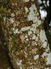 Plagianthus regius chathamicus