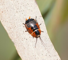 Ellipsidion