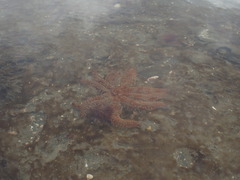 Coscinasterias muricata