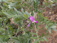 Mundulea sericea