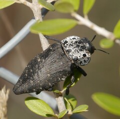 Capnodis tenebrionis