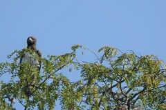 Polemaetus bellicosus