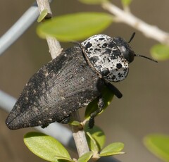 Capnodis tenebrionis