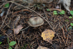 Rhodocollybia asema