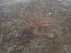 Coscinasterias muricata