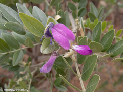 Mundulea sericea