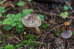 Rhodocollybia asema