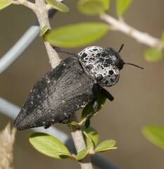 Capnodis tenebrionis