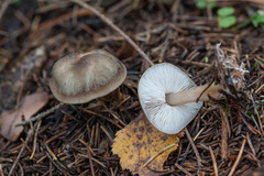 Rhodocollybia asema