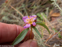 Melastomeae