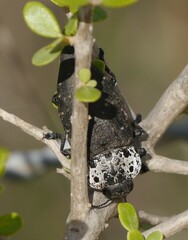 Capnodis tenebrionis