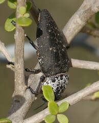 Capnodis tenebrionis