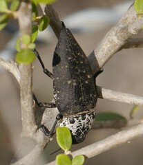 Capnodis tenebrionis