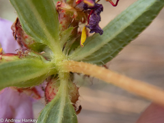 Melastomeae