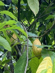 Theobroma cacao