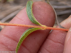Melastomeae