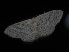 Scopula optivata