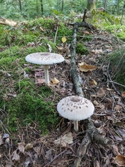 Macrolepiota procera
