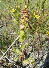 Satyrium bracteatum