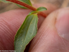Melastomeae