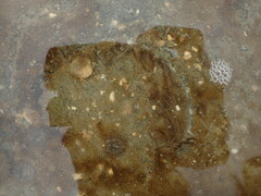 Pecten novaezelandiae