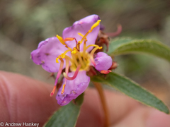 Melastomeae