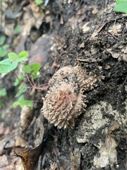 Echinoderma