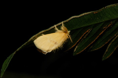 Artaxa