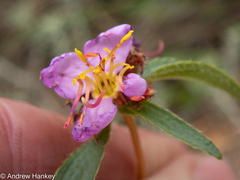 Melastomeae