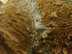 Pecten novaezelandiae