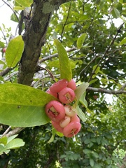 Syzygium samarangense