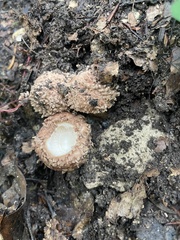 Echinoderma