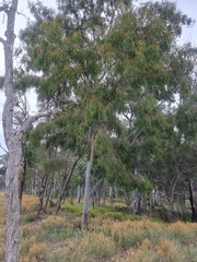 Corymbia tessellaris