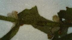 Callitriche cophocarpa