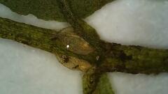 Callitriche cophocarpa