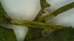 Callitriche cophocarpa