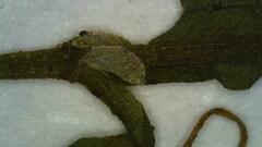 Callitriche cophocarpa