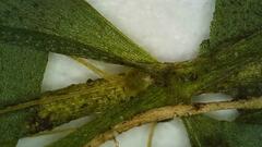 Callitriche cophocarpa