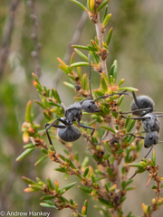 Polyrhachis schistacea