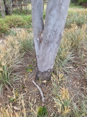 Corymbia tessellaris
