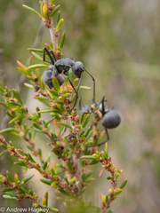 Polyrhachis schistacea