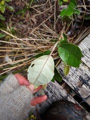 Olearia arborescens